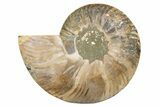 Cut & Polished Ammonite Fossil (Half) - Madagascar #345613-1